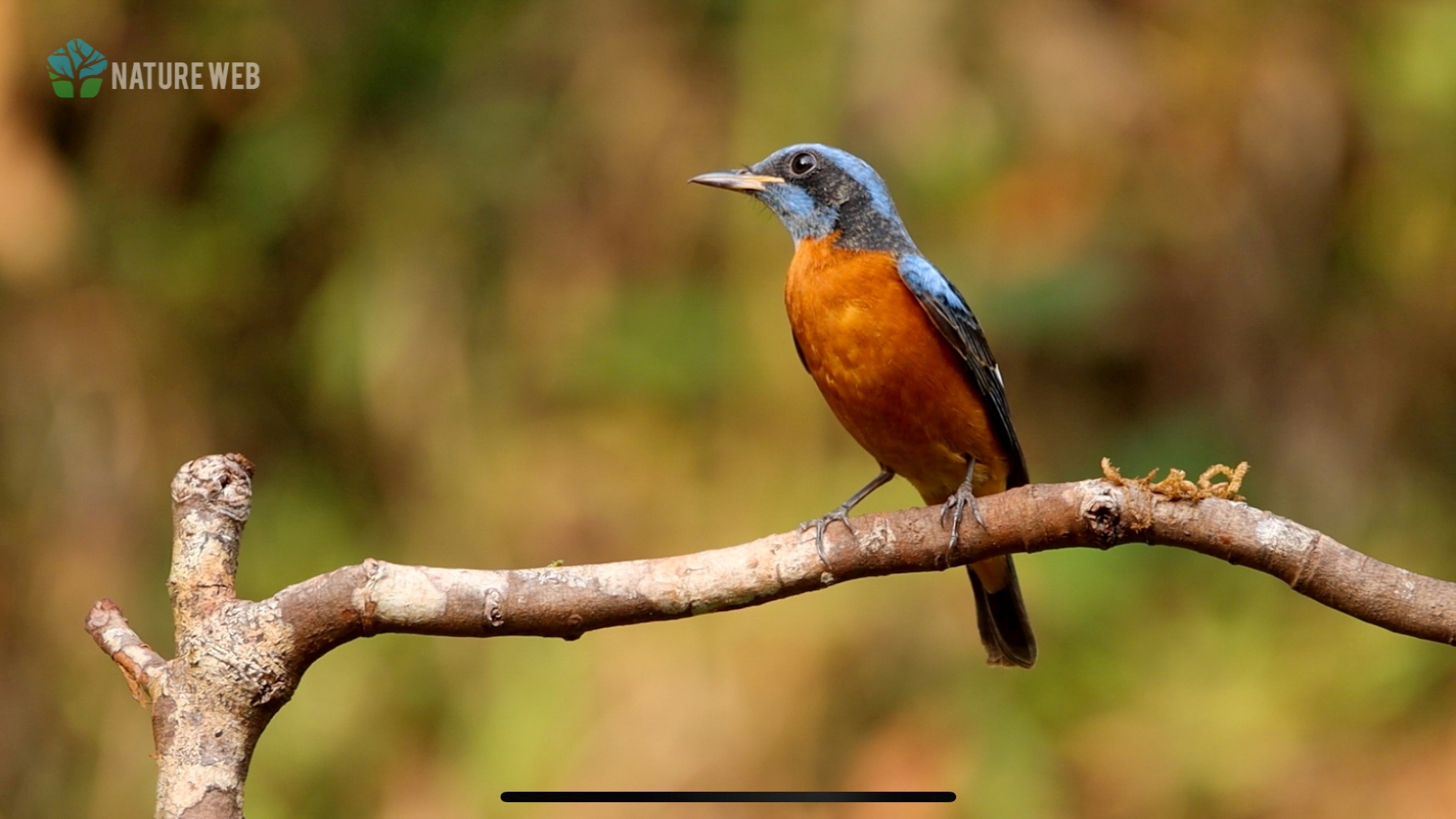 Blue-capped Rock Thrush